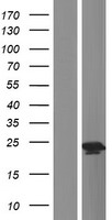GKN1 / Gastrokine 1 Protein - Western validation with an anti-DDK antibody * L: Control HEK293 lysate R: Over-expression lysate