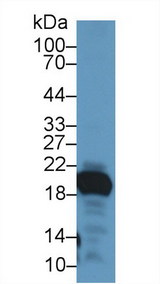 GKN2 / Gastrokine 2 Antibody - Western Blot; Sample: Mouse Stomach lysate; Primary Ab: 1µg/ml Rabbit Anti-Rat GKN2 Antibody Second Ab: 0.2µg/mL HRP-Linked Caprine Anti-Rabbit IgG Polyclonal Antibody