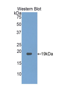 Gkn3 / Gastrokine 3 Antibody - Western blot of recombinant Gkn3 / Gastrokine 3.  This image was taken for the unconjugated form of this product. Other forms have not been tested.