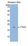 Gkn3 / Gastrokine 3 Antibody - Western blot of recombinant Gkn3 / Gastrokine 3.  This image was taken for the unconjugated form of this product. Other forms have not been tested.