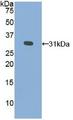 GLA / Alpha Galactosidase Antibody - Western Blot; Sample: Recombinant GLa, Human.