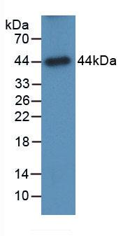 GLA / Alpha Galactosidase Antibody - Western Blot; Sample: Recombinant GLa, Human.