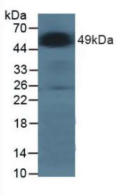 GLA / Alpha Galactosidase Antibody - Western Blot; Sample: Human 293T cells.