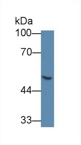 GLA / Alpha Galactosidase Antibody - Western Blot; Sample: Human 293T cell lysate; Primary Ab: 5µg/ml Mouse Anti-Human GLa Antibody Second Ab: 0.2µg/mL HRP-Linked Caprine Anti-Mouse IgG Polyclonal Antibody