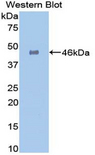 GLA / Alpha Galactosidase Antibody - Western blot of recombinant GLA / Alpha Galactosidase.