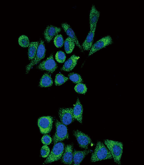 GLA / Alpha Galactosidase Antibody - Confocal immunofluorescence of GLA Antibody with HeLa cell followed by Alexa Fluor 488-conjugated goat anti-rabbit lgG (green). DAPI was used to stain the cell nuclear (blue).