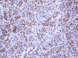 GLB1 / Beta-Galactosidase Antibody - IHC of paraffin-embedded Human pancreas tissue using anti-GLB1 mouse monoclonal antibody.