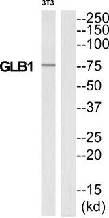 GLB1 / Beta-Galactosidase Antibody - Western blot of extracts from 3T3 cells, using GLB1 antibody.