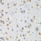 GLCNE / GNE Antibody - Immunohistochemistry of paraffin-embedded mouse brain tissue.
