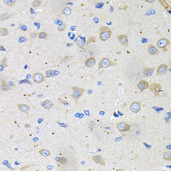 GLCNE / GNE Antibody - Immunohistochemistry of paraffin-embedded rat brain tissue.