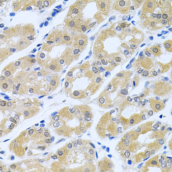 GLCNE / GNE Antibody - Immunohistochemistry of paraffin-embedded human stomach tissue.