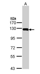 GLDC Antibody - Sample (30 ug of whole cell lysate). A: HeLa. 7.5% SDS PAGE. GLDC antibody diluted at 1:1000