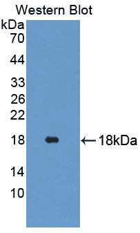 GLDC Antibody - Western Blot; Sample: Recombinant protein.