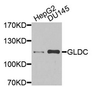 GLDC Antibody - Western blot analysis of extracts of various cells.