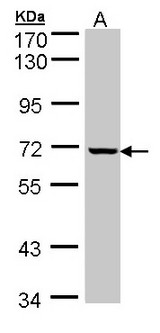 GLE1 Antibody - Sample (30 ug of whole cell lysate). A: HeLa. 7.5% SDS PAGE. GLE1 antibody diluted at 1:1000