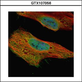 GLE1 Antibody - Confocal immunofluorescence analysis (Olympus FV10i) of paraformaldehyde-fixed HeLa using GLE1 antibody (Green) at 1:500 dilution. Alpha-tubulin filaments were labeled with alpha-tubulin antibody (Red) at 1:2500.