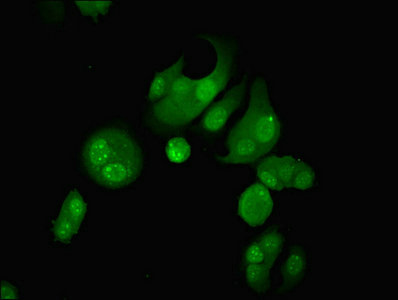 GLE1 Antibody - Immunofluorescent analysis of MCF-7 cells using GLE1 Antibody at dilution of 1:100 and Alexa Fluor 488-congugated AffiniPure Goat Anti-Rabbit IgG(H+L)