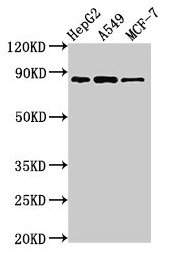 GLE1 Antibody - Western Blot Positive WB detected in: HepG2 whole cell lysate, A549 whole cell lysate, MCF-7 whole cell lysate All lanes: GLE1 antibody at 2.8µg/ml Secondary Goat polyclonal to rabbit IgG at 1/50000 dilution Predicted band size: 80, 76 kDa Observed band size: 80 kDa