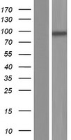 GLE1 Protein - Western validation with an anti-DDK antibody * L: Control HEK293 lysate R: Over-expression lysate
