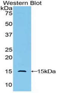 GLG1 / MG160 Antibody - Western blot of recombinant GLG1 / MG160.  This image was taken for the unconjugated form of this product. Other forms have not been tested.