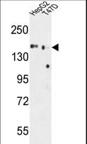 GLG1 / MG160 Antibody - GLG1 Antibody western blot of HepG2,T47D cell line lysates (35 ug/lane). The GLG1 antibody detected the GLG1 protein (arrow).