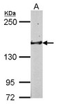 GLG1 / MG160 Antibody - Sample (50 ug of whole cell lysate) A: mouse brain 5% SDS PAGE GLG1 antibody diluted at 1:1000