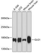 GLG1 / MG160 Antibody - Western blot analysis of extracts of various cell lines using GLG1 Polyclonal Antibody at dilution of 1:3000.