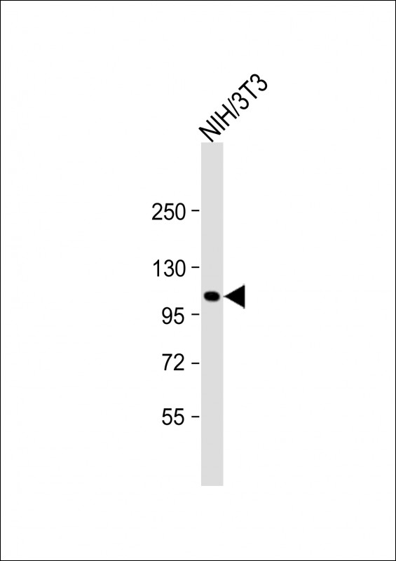 GLI / GLI1 Antibody - Anti-GLI1 Antibody (N-Term) at 1:2000 dilution + NIH/3T3 whole cell lysate Lysates/proteins at 20 ug per lane. Secondary Goat Anti-Rabbit IgG, (H+L), Peroxidase conjugated at 1:10000 dilution. Predicted band size: 118 kDa. Blocking/Dilution buffer: 5% NFDM/TBST.