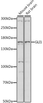 GLI / GLI1 Antibody - Western blot analysis of extracts of various cell lines, using GLI1 antibody at 1:1000 dilution. The secondary antibody used was an HRP Goat Anti-Rabbit IgG (H+L) at 1:10000 dilution. Lysates were loaded 25ug per lane and 3% nonfat dry milk in TBST was used for blocking. An ECL Kit was used for detection and the exposure time was 90s.
