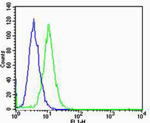GLI2 Antibody - Flow cytometric of HeLa cells with GLI2 Antibody (green) compared to an isotype control of rabbit IgG (blue). Antibody was diluted at 1:25 dilution. An Alexa Fluor 488 goat anti-rabbit lgG at 1:400 dilution was used as the secondary antibody.