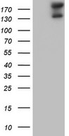 GLI2 Antibody - HEK293T cells were transfected with the pCMV6-ENTRY control (Left lane) or pCMV6-ENTRY GLI2 (Right lane) cDNA for 48 hrs and lysed. Equivalent amounts of cell lysates (5 ug per lane) were separated by SDS-PAGE and immunoblotted with anti-GLI2.