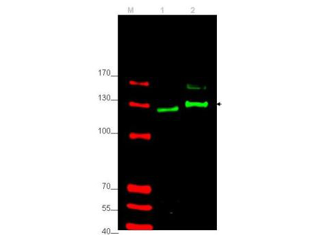 GLI2 Antibody - Western blot using the affinity purified anti-Gli-2 antibody shows detection of Gli-2 protein in rat testes (lane 1) and human HEK293 (lane 2) whole cell lysates (arrowhead). See Ruppert et al for testing conditions. Each lane contains approximately 35 µg of lysate. Primary antibody was used at a 1:400 dilution in 5% BLOTTO in PBS overnight at 4°C. The membrane was washed and reacted with a 1:10,000 dilution of IRDye 800 conjugated Gt-a-Rabbit IgG [H&L] MX10 for 45 min at room temperature (800 nm channel, green). Molecular weight estimation was made by comparison to prestained MW markers in lane M (700 nm channel, red). Fluorescence image was captured using the Odyssey Infrared Imaging System developed by LI-COR.  Other detection systems will yield similar results.