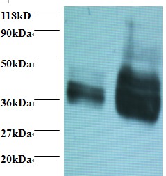 Gliadin Antibody - Western blot of Wheat Gliadin at 2ug/ml + wheat flour. Lane 1: wheat flour at 2ug. Lane 2: wheat flour at 10ug. Secondary: Goat polyclonal to Rabbit IgG at 1:15000 dilution. Predicted band size: 35 kDa. Observed band size: 35Da.  This image was taken for the unconjugated form of this product. Other forms have not been tested.