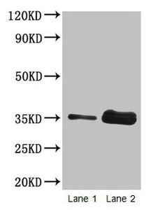 Gliadin Antibody - Western blot All lanes: Wheat Gliadin at 2µg/ml + wheat flour Lane 1: wheat flour at 2µg Lane 2: wheat flour at 10µg Secondary Goat polyclonal to rabbit IgG at 1/15000 dilution Predicted band size: 35 kDa Observed band size: 35 kDa