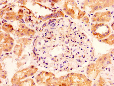 GLIPR1 / GLIPR Antibody - IHC image of GLIPR1 Antibody diluted at 1:100 and staining in paraffin-embedded human kidney tissue performed on a Leica BondTM system. After dewaxing and hydration, antigen retrieval was mediated by high pressure in a citrate buffer (pH 6.0). Section was blocked with 10% normal goat serum 30min at RT. Then primary antibody (1% BSA) was incubated at 4°C overnight. The primary is detected by a biotinylated secondary antibody and visualized using an HRP conjugated SP system.