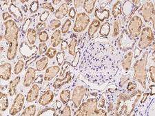 GLIPR1 / GLIPR Antibody - Immunochemical staining of human GLIPR1 in human kidney with rabbit polyclonal antibody at 1:100 dilution, formalin-fixed paraffin embedded sections.