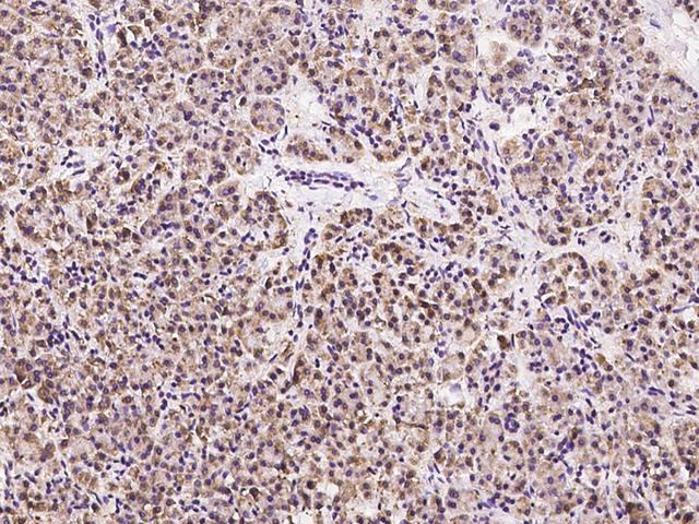 GLIPR1 / GLIPR Antibody - Immunochemical staining of human GLIPR1 in human pancreas with rabbit polyclonal antibody at 1:100 dilution, formalin-fixed paraffin embedded sections.