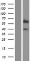 GLIS2 Protein - Western validation with an anti-DDK antibody * L: Control HEK293 lysate R: Over-expression lysate