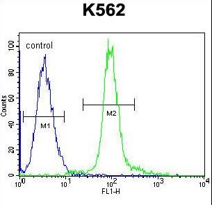GLMN Antibody - GLMN Antibody flow cytometry of K562 cells (right histogram) compared to a negative control cell (left histogram). FITC-conjugated goat-anti-rabbit secondary antibodies were used for the analysis.