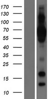 GLMP / C1orf85 Protein - Western validation with an anti-DDK antibody * L: Control HEK293 lysate R: Over-expression lysate