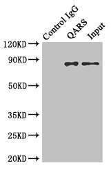 GLNRS / QARS Antibody - Immunoprecipitating QARS in Hela whole cell lysate Lane 1: Rabbit monoclonal IgG (1µg) instead of QARS Antibody in Hela whole cell lysate.For western blotting, a HRP-conjugated anti-rabbit IgG, specific to the non-reduced form of IgG was used as the Secondary antibody (1/50000) Lane 2: QARS Antibody (4µg) + Hela whole cell lysate (500µg) Lane 3: Hela whole cell lysate (20µg)