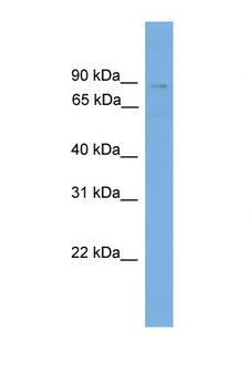 GLNRS / QARS Antibody - QARS antibody Western blot of 293T Cell lysate. Antibody concentration 1 ug/ml. This image was taken for the unconjugated form of this product. Other forms have not been tested.