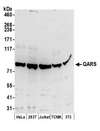 GLNRS / QARS Antibody - Detection of human and mouse QARS by western blot. Samples: Whole cell lysate (50 µg) from HeLa, HEK293T, Jurkat, mouse TCMK-1, and mouse NIH 3T3 cells prepared using NETN lysis buffer. Antibodies: Affinity purified rabbit anti-QARS antibody used for WB at 0.1 µg/ml. Detection: Chemiluminescence with an exposure time of 3 minutes.