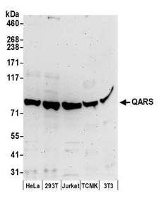 GLNRS / QARS Antibody - Detection of human and mouse QARS by western blot. Samples: Whole cell lysate (50 µg) from HeLa, HEK293T, Jurkat, mouse TCMK-1, and mouse NIH 3T3 cells prepared using NETN lysis buffer. Antibodies: Affinity purified rabbit anti-QARS antibody used for WB at 0.1 µg/ml. Detection: Chemiluminescence with an exposure time of 3 minutes.