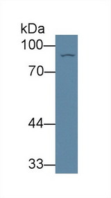 GLNRS / QARS Antibody - Western Blot; Sample: Rat Liver lysate; Primary Ab: 1µg/ml Rabbit Anti-Rat QARS Antibody Second Ab: 0.2µg/mL HRP-Linked Caprine Anti-Rabbit IgG Polyclonal Antibody