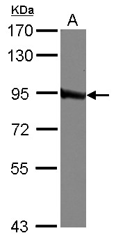 GLNRS / QARS Antibody - Sample (30 ug of whole cell lysate) A: A549 7.5% SDS PAGE QARS antibody diluted at 1:1000