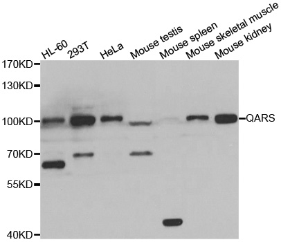 GLNRS / QARS Antibody - Western blot analysis of extracts of various cell lines.