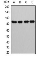 GLNRS / QARS Antibody - Western blot analysis of GlnRS expression in HL60 (A); HeLa (B); mouse spleen (C); mouse kidney (D) whole cell lysates.
