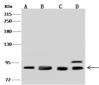 GLNRS / QARS Antibody - Anti-QARS rabbit polyclonal antibody at 1:500 dilution. Lane A: HeLa Whole Cell Lysate. Lane B: A549 Whole Cell Lysate. Lane C: NIH/3T3 Whole Cell Lysate. Lane D: U 251MG Whole Cell Lysate. Lysates/proteins at 30 ug per lane. Secondary: Goat Anti-Rabbit IgG (H+L)/HRP at 1/10000 dilution. Developed using the ECL technique. Performed under reducing conditions. Predicted band size: 88 kDa. Observed band size: 88 kDa.