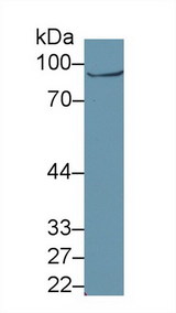 GLNRS / QARS Antibody - Western Blot; Sample: Human a431 cell lysate; Primary Ab: 1µg/ml Rabbit Anti-Human QARS Antibody Second Ab: 0.2µg/mL HRP-Linked Caprine Anti-Rabbit IgG Polyclonal Antibody